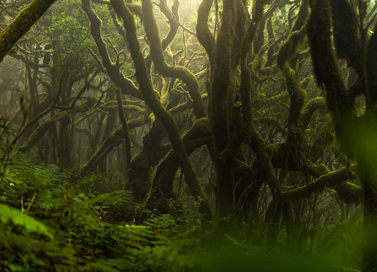 Bosque encantado en Parque Nacional de Garajonay