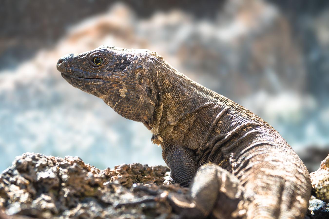 El Hierro. Lagarto Gigante