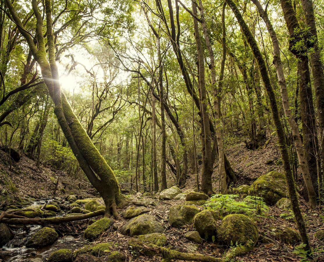 Parque Nacional de Garajonay