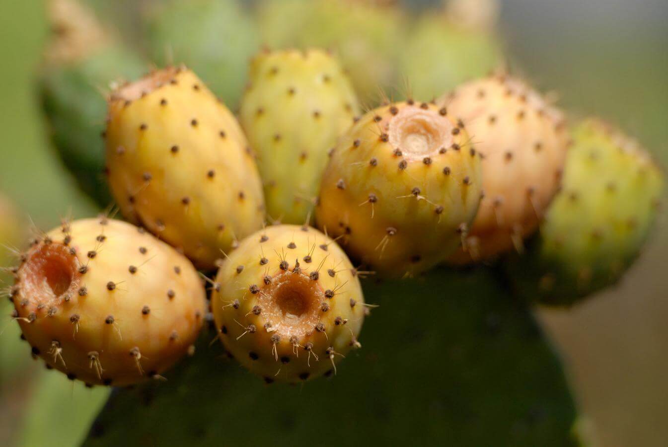 Tunos