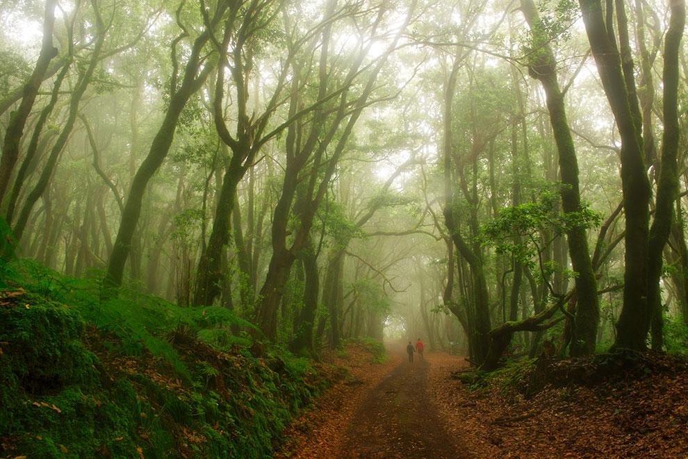 Bosque del Cedro. P.N. Garajonay