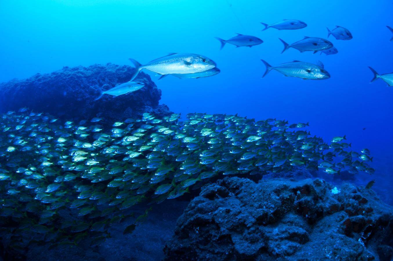 Fondos marinos Tazacorte