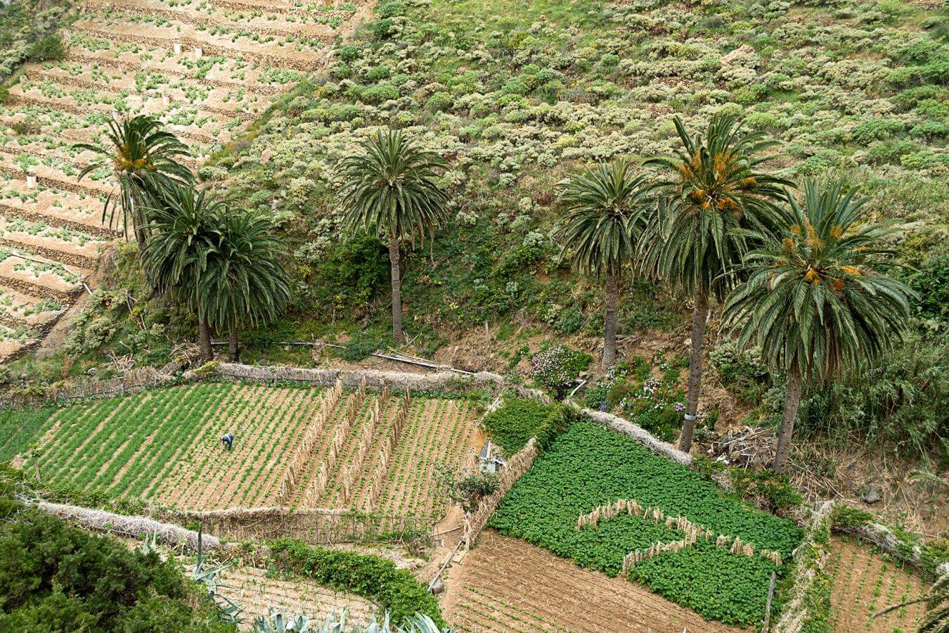 Valle de Gran Rey