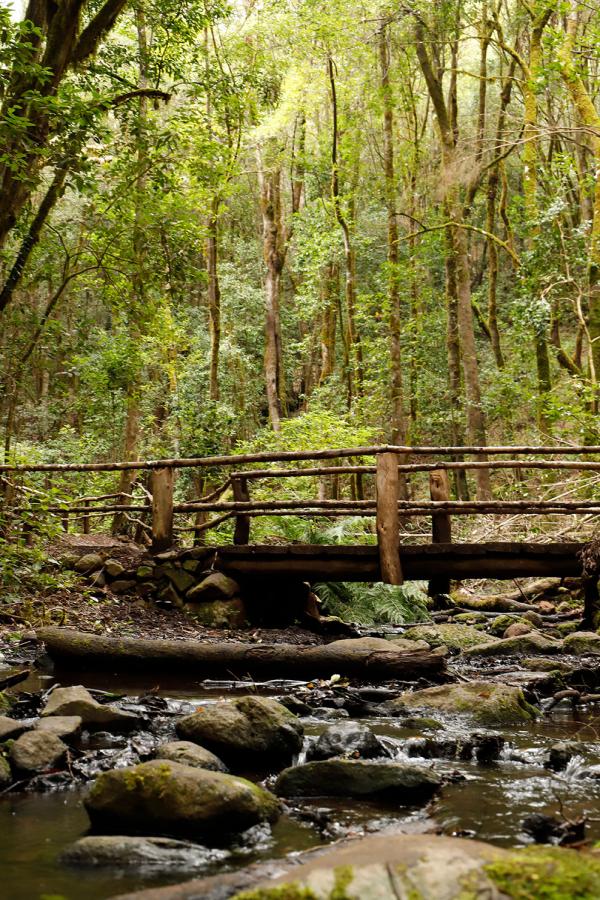 Puente en El Cedro