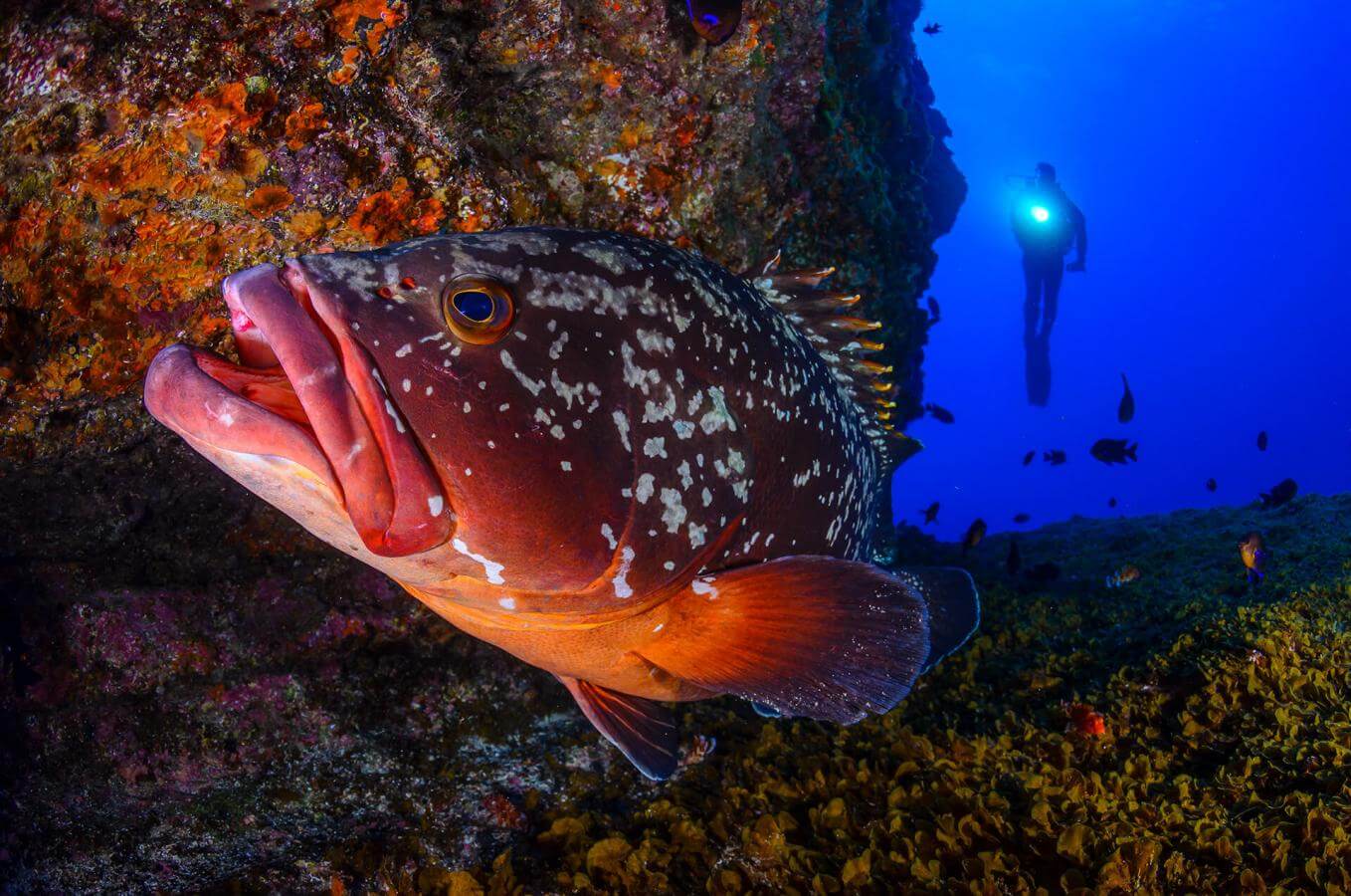 Bucear en El Bajón de El Hierro