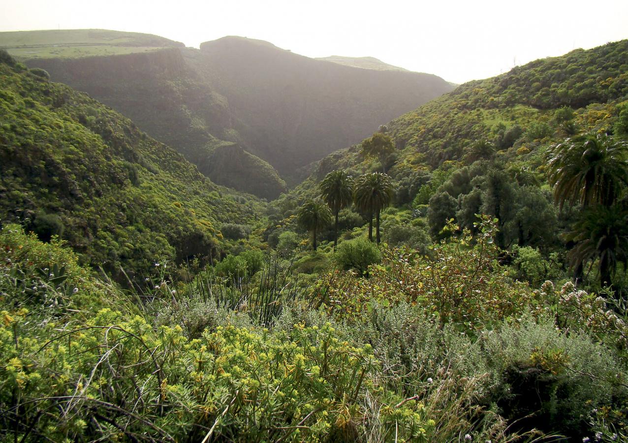 Monumento Natural del Barranco de Guayadeque, en Gran Canaria