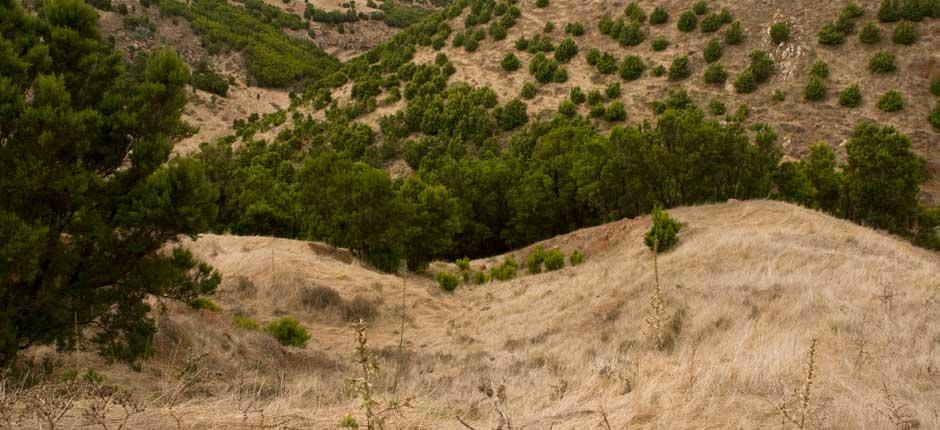 Árbol Garoé, in El Hierro