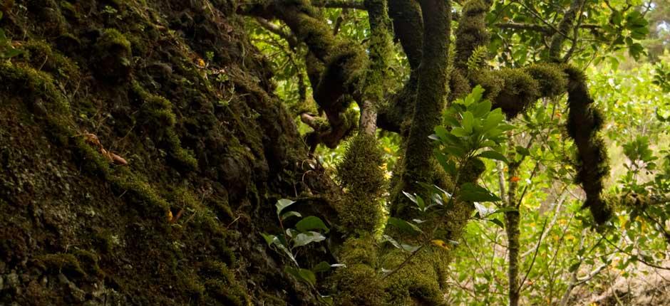 Árbol Garoé, in El Hierro