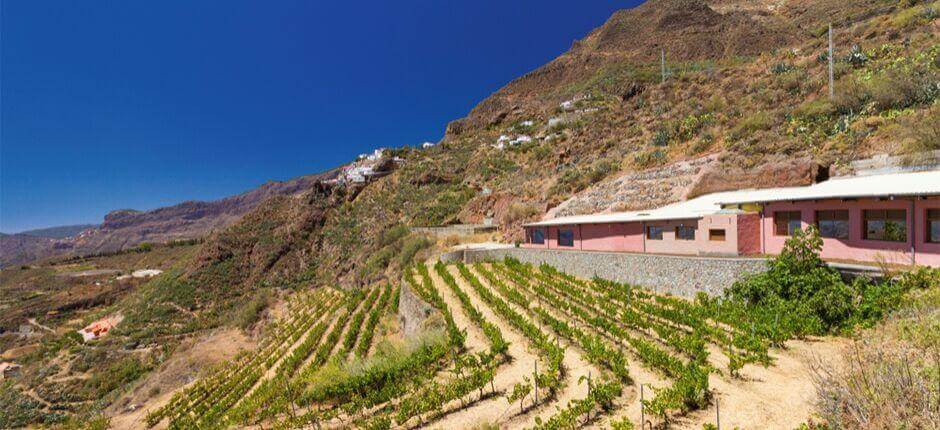 Bodega Bentayga op Gran Canaria
