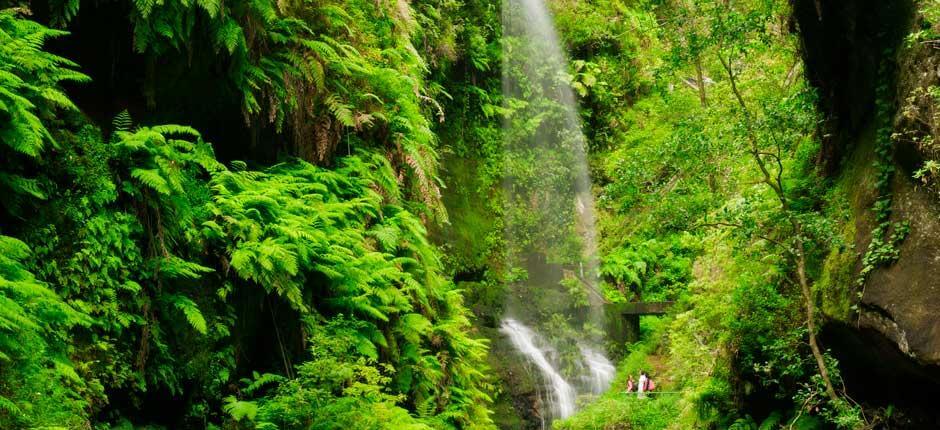 Bosque de Los Tilos, en La Palma