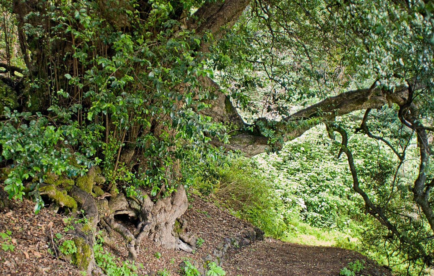 Camino de Jinama. Senderos de El Hierro