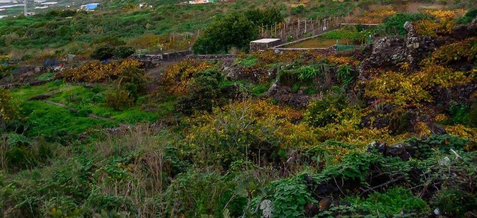 Los Llanillos boerderijen Hierro