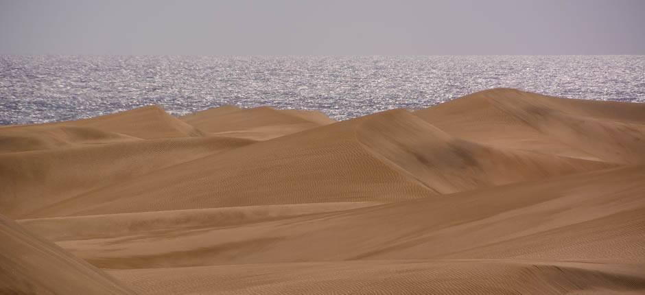 Reserva Natural Especial de las Dunas de Maspalomas, en Gran Canaria