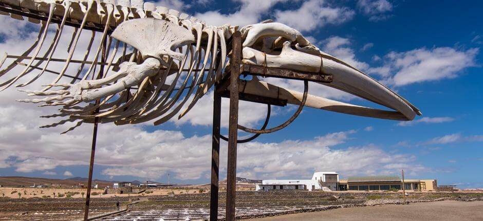 Museo de la Sal Musea in Fuerteventura