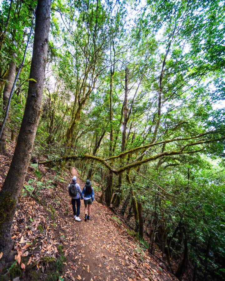 Parque Nacional de Garajonay