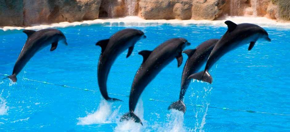 Loro Parque Zoo’s in Tenerife