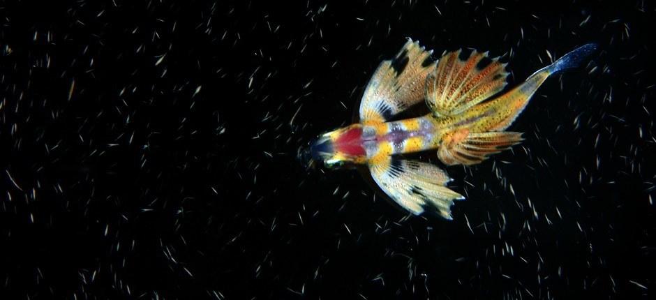 Duiken vanaf de pier van La Restinga op El Hierro