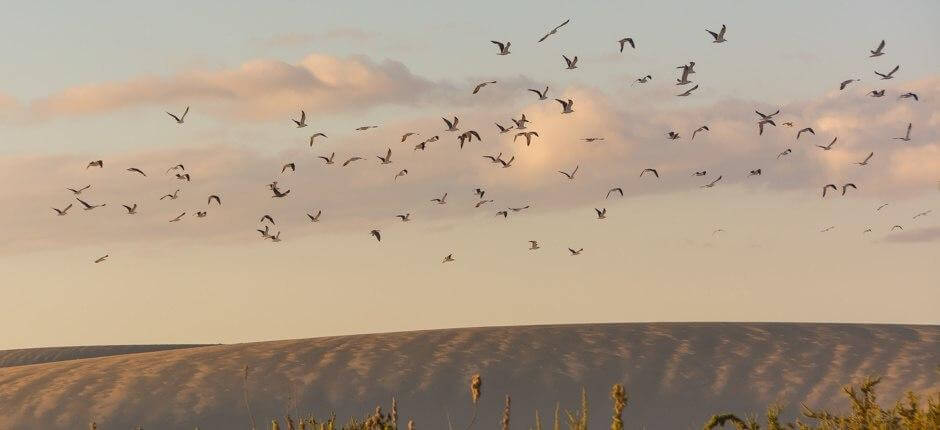 Parque Natural de Corralejo, en Fuerteventura