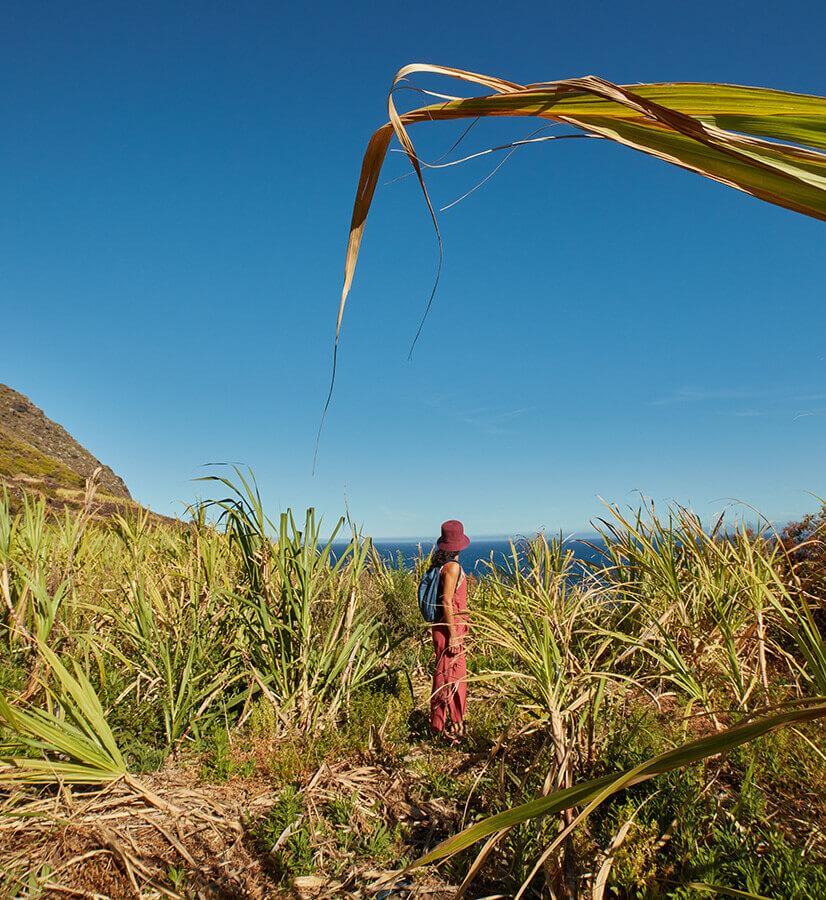 Suikerrietteelt, La Palma.