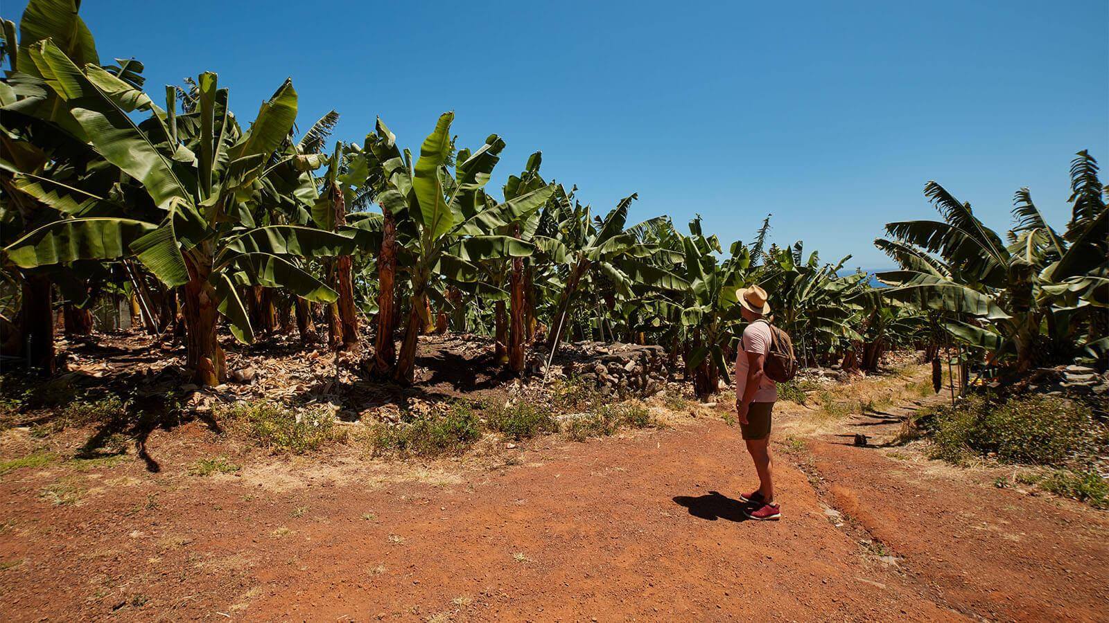 Bananenplantages, La Palma.