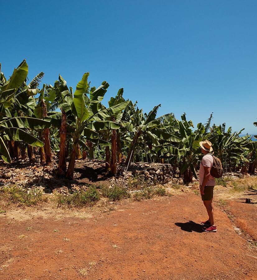 Bananenplantages, La Palma.