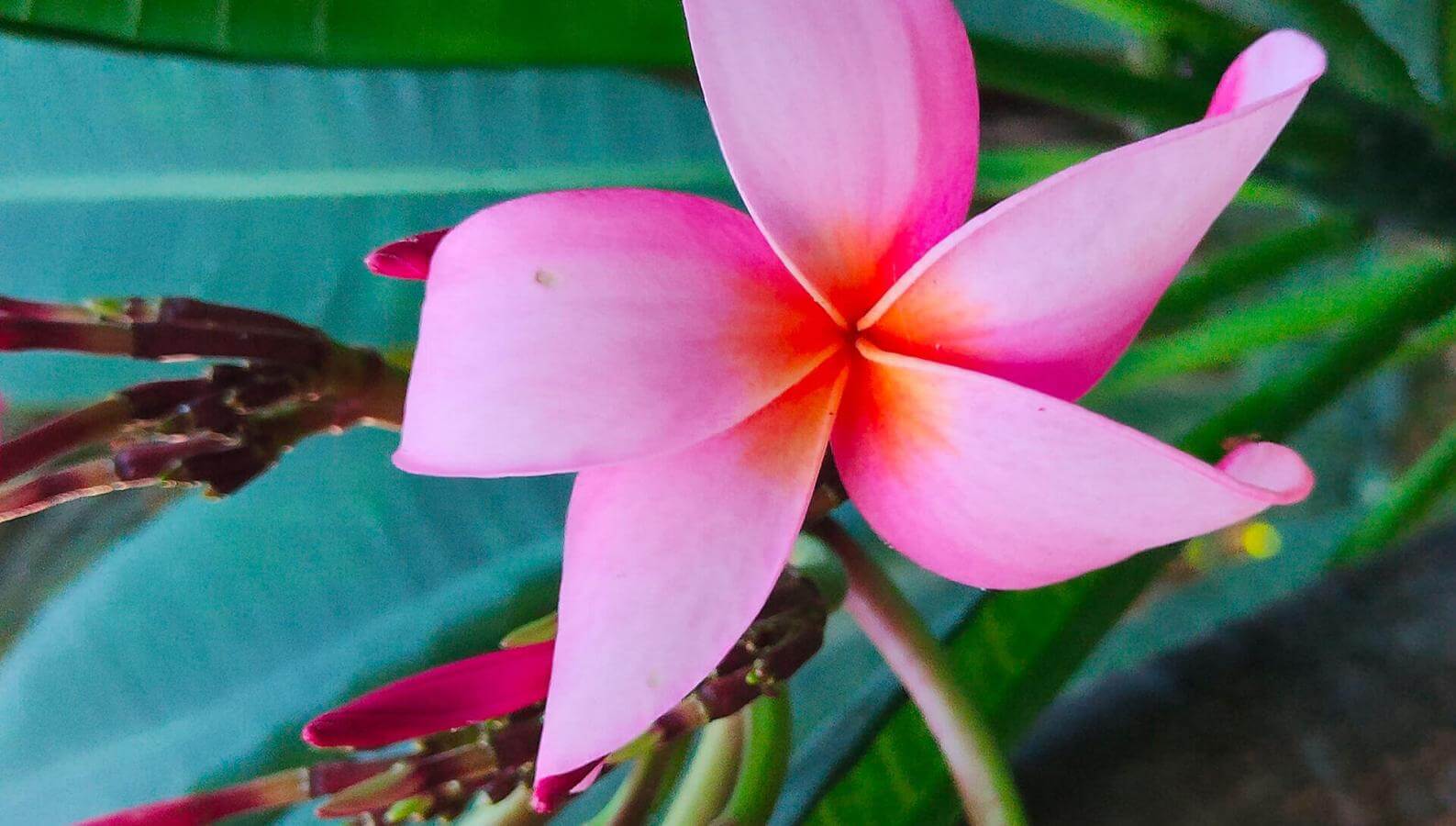 Geluk in bloei. Plumeria rubra.