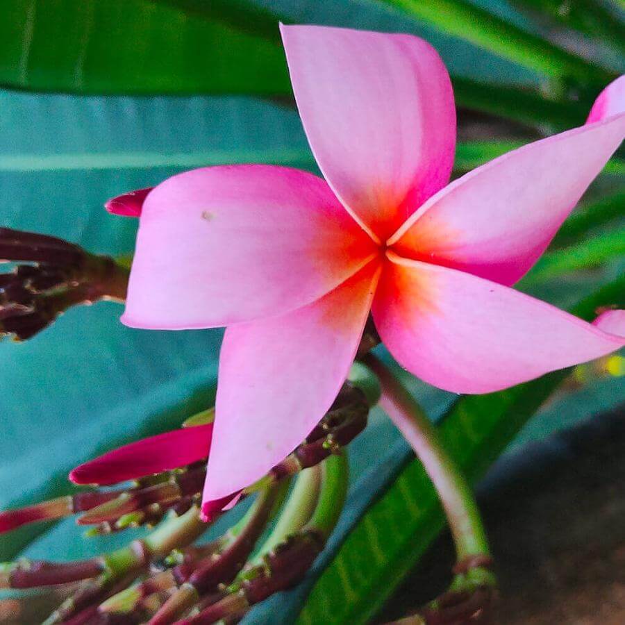 Geluk in bloei. Plumeria rubra.