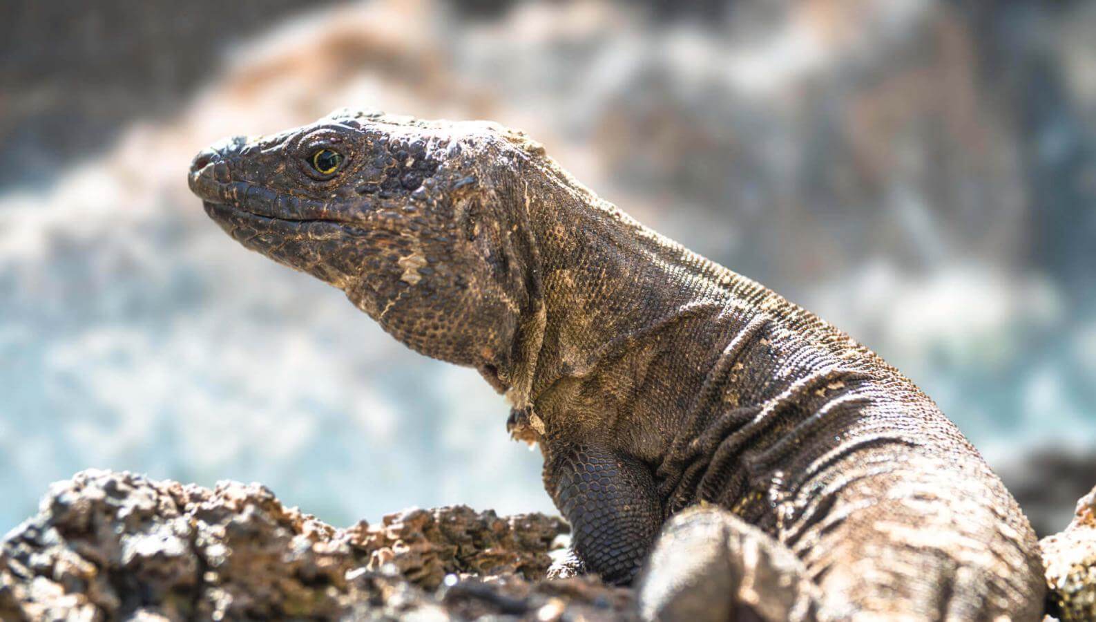 Lagarto gigante (endemische beschermde reuzenhagedis van de Canarische Eilanden) op rots, zonlicht.