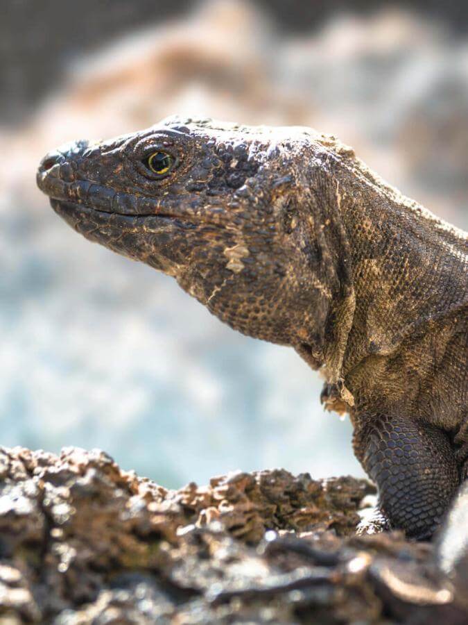 Lagarto gigante (endemische beschermde reuzenhagedis van de Canarische Eilanden) op rots, zonlicht.