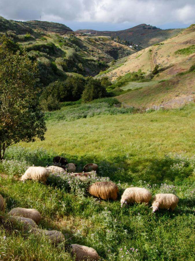 Schapen grazen in een groene vallei in Montaña Alta, Gran Canaria, omgeven door glooiende hellingen.