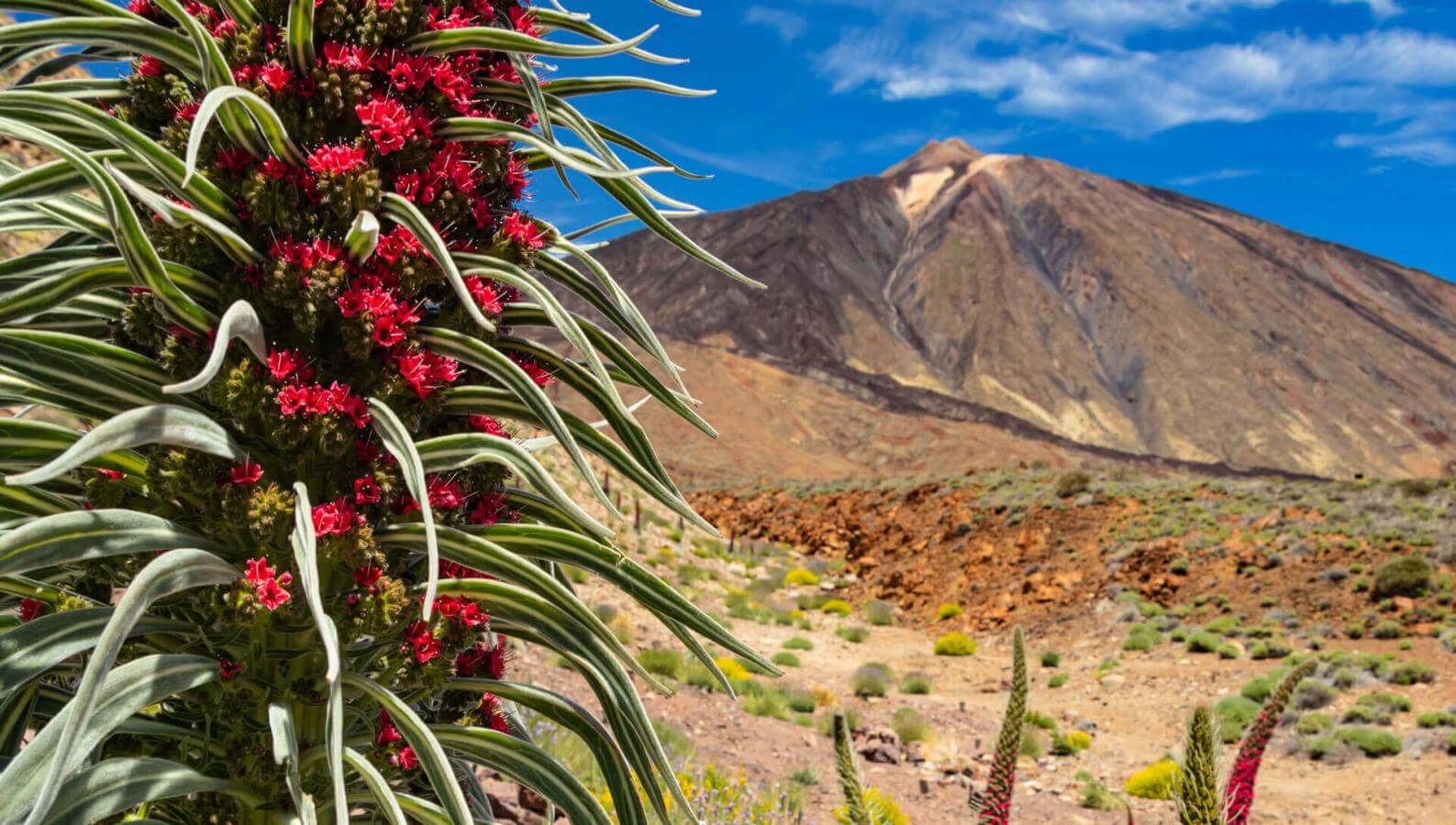Tajinaste rojo (endemische struik op de Teide) in Las Cañadas, met vulkanisch landschap en blauwe hemel.