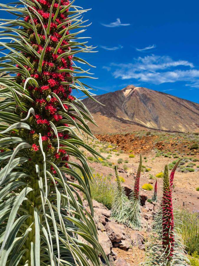 Tajinaste rojo (endemische struik op de Teide) in Las Cañadas, met vulkanisch landschap en blauwe hemel.